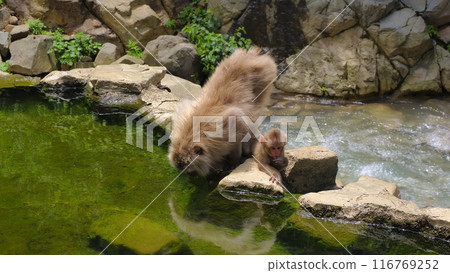 Jigokudani Monkey Park 1 116769252