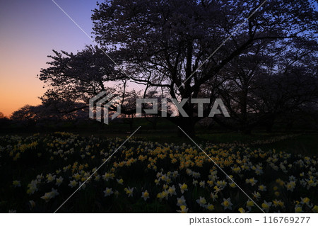 Cherry blossoms in full bloom in Oshu City, Iwate Prefecture 116769277