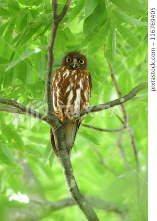 The barn owl is a popular owl with a charming face that can be seen in the summer in the forests of shrines and temples. The barn owl is a popular owl with a charming face that can be seen in the summer in the forests of shrines and temples. 116769405