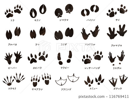 Animal footprints set 116769411