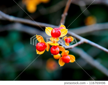Close-up of red berries of a climbing plum tree (a climbing plum tree entangled around an abandoned house) 116769496