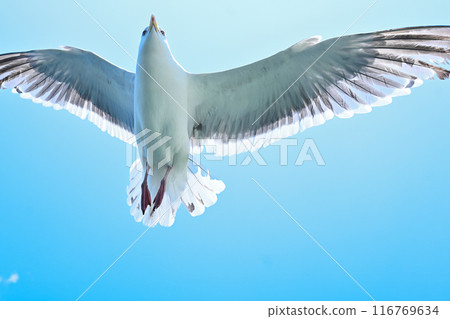 透明海鷗翅膀 116769634