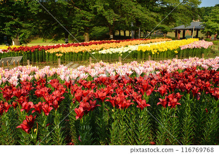 Beautiful lilies blooming in the morning at Aqua Paradise Patio in Fukaya, Saitama Prefecture 116769768