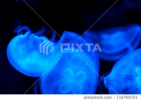 The beauty of nature, beautiful shape and movement of jellyfishes with touch of light blue, close up the jellyfishes in the dark environment, landscape image with space. 116769781