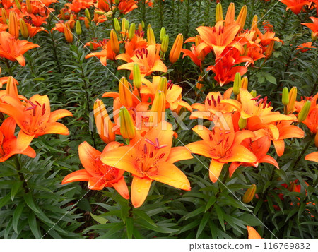 橙色南瓜百合 116769832