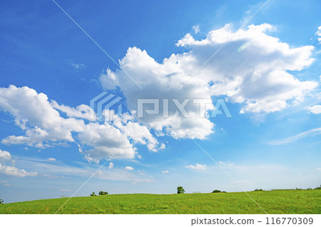 Summer blue sky and meadow Summer blue sky and meadow 116770309