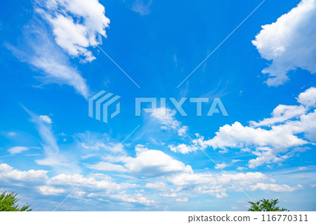 夏天的雲和樹 116770311