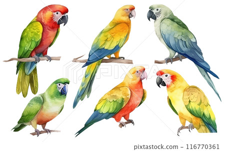 watercolor set illustration of parrot on a branch isolated on white background 116770361
