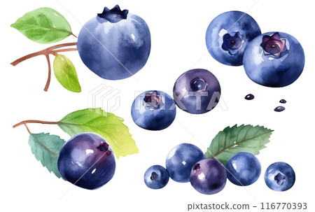 set vector watercolor illustration of ripe blueberry isolated on white background 116770393