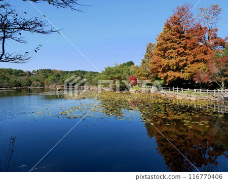Noro's ice pond (Kure City, Hiroshima Prefecture) 116770406