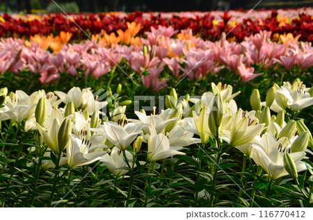 Beautiful lilies blooming in the morning at Aqua Paradise Patio in Fukaya, Saitama Prefecture Beautiful lilies blooming in the morning at Aqua Paradise Patio in Fukaya, Saitama Prefecture 116770412