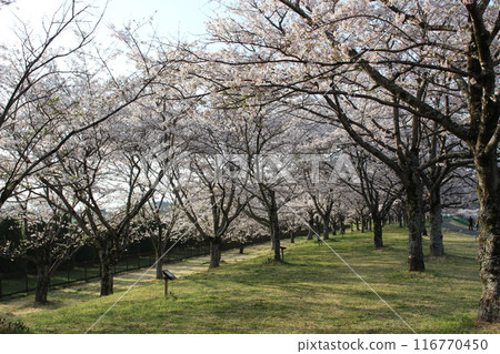 Katsuyama Castle 116770450