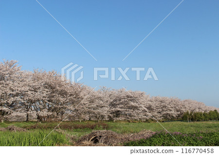 Katsuyama Castle 116770458