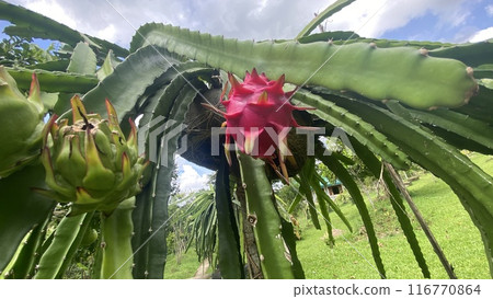 Cactus flowers blooming in a tropical botanical garden 116770864