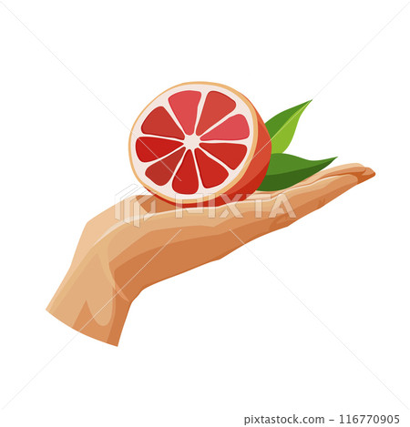 Red grapefruit in the palm isolated on white background. Vector clipart in flat style for design 116770905