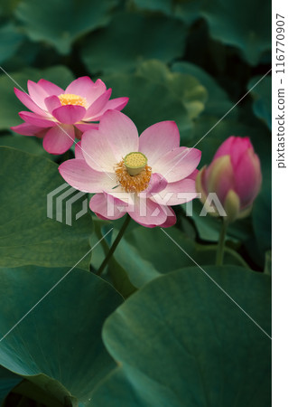 Lotus 116770907