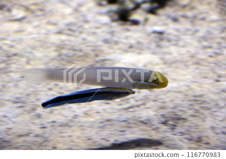 Red headed neck Red headed neck 116770983