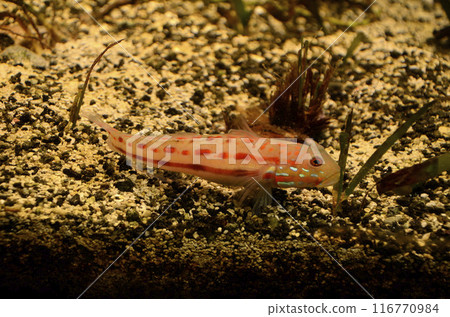 Otomehaze Otomehaze 116770984