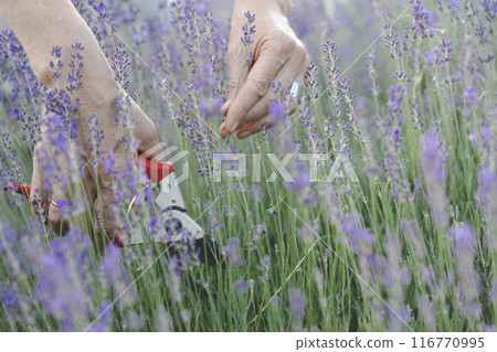 a pruning lavender a pruning lavender 116770995