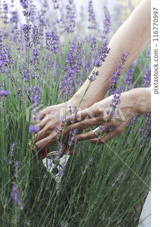 a pruning lavender 116770997