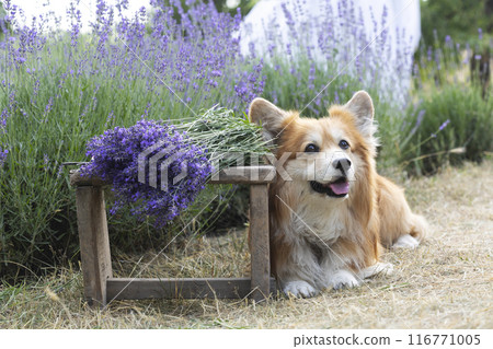 beautiful corgi dog in lavender beautiful corgi dog in lavender 116771005