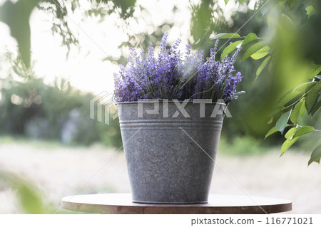 bouquet of lavender at the bucket bouquet of lavender at the bucket 116771021