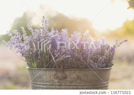 bouquet of lavender at the bucket bouquet of lavender at the bucket 116771022