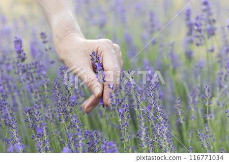 female hands on a background of lavender female hands on a background of lavender 116771034