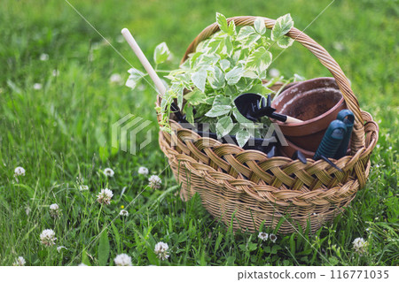 flowers for planting flowers for planting 116771035
