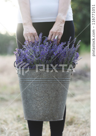girl holding a bucket of lavender girl holding a bucket of lavender 116771051