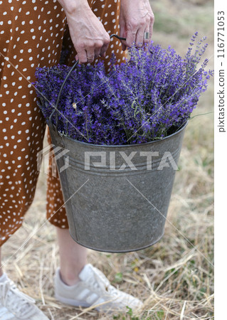 girl holding a bucket of lavender 116771053