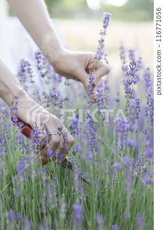 girl pruning lavender bush in the garden 116771056