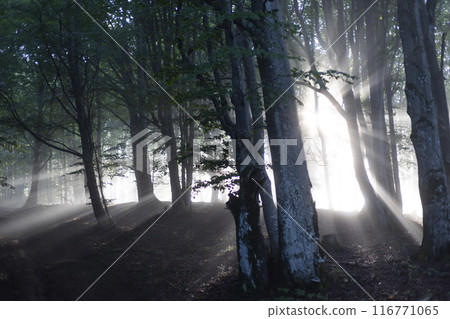 mysterious forest in fog with sunbeams 116771065
