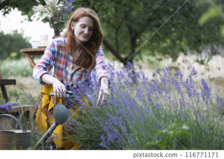girl pruning lavender bush in the garden 116771171