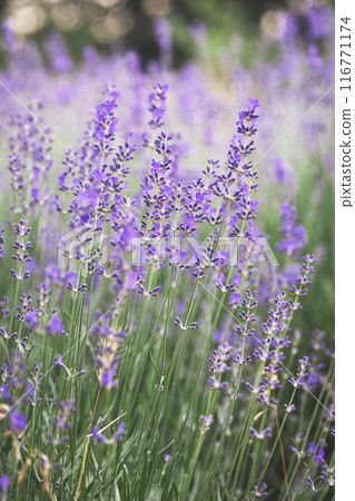 Provence - lavender field Provence - lavender field 116771174