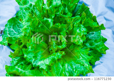 大阪市長井植物園種植的球生菜 116771230