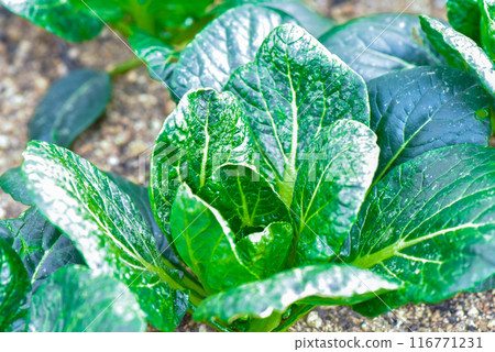 大阪市長居植物園栽培的小松菜 116771231