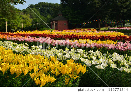 埼玉縣深谷市的Aqua Paradise Patio，早晨美麗的百合花盛開 116771244