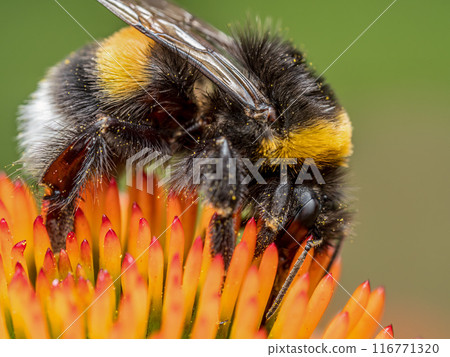 A bumblebee pollinating echinacea flowers A bumblebee pollinating echinacea flowers 116771320
