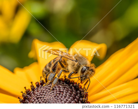 Honeybee pollinating garden flowers Honeybee pollinating garden flowers 116771321