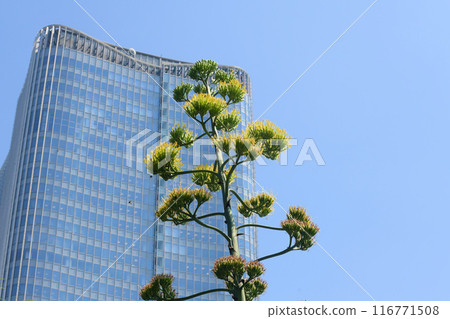 Agave in Hibiya Park 116771508