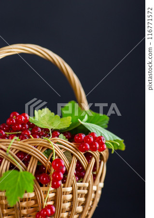 twigs of ripe red currants, isolated on a black background 116771572