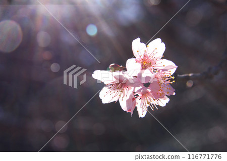 巴西聖保羅冬季櫻花盛開 巴西聖保羅冬季櫻花盛開 116771776