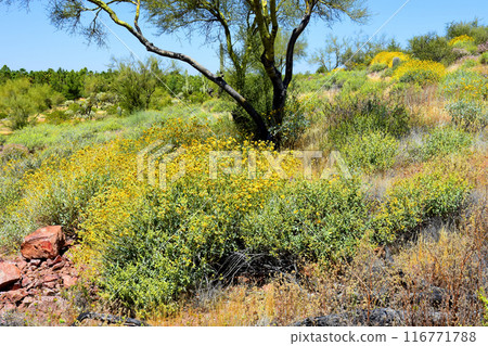 Central Sonora Desert Arizona Wildflowers 116771788