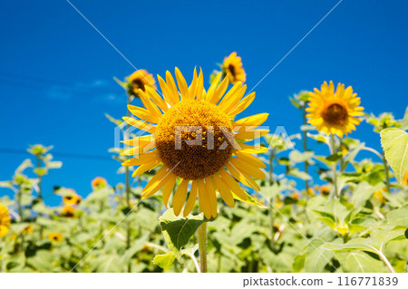 Sunflower in the blue sky 116771839