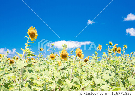 仲夏向日葵 仲夏向日葵 116771853