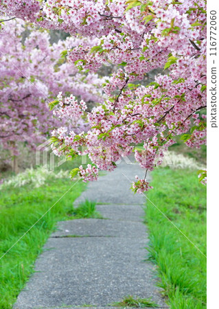 石瀨市的櫻花(新潟縣) 石瀨市的櫻花(新潟縣) 116772060