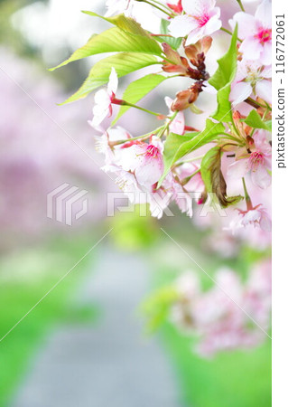 Ishize Cherry Blossoms (Niigata Prefecture) Ishize Cherry Blossoms (Niigata Prefecture) 116772061