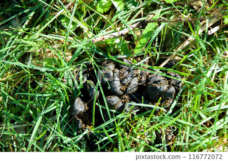 高原山上留下的鹿糞 116772072