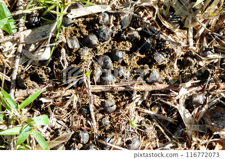 Deer droppings left on the mountain 116772073